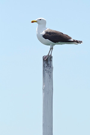 Shelter-Island_Great-Black-backed-Gull-2019_0114