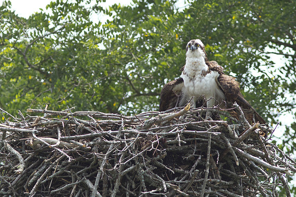 Shelter-Island_Osprey_2019_0268