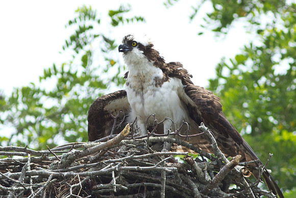 Shelter-Island_Osprey_2019_0280