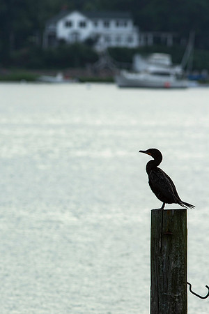 Double Crested Cormorant_0506