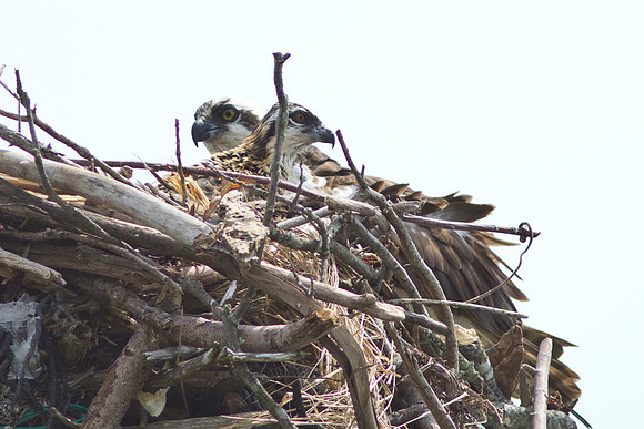 Shelter-Island_Osprey_2019_0296