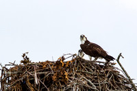 Osprey_0467