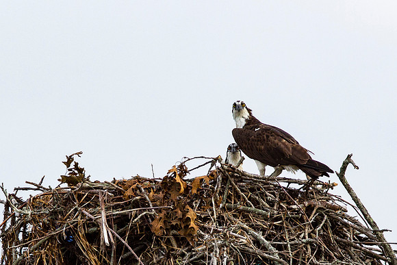 Osprey_0467